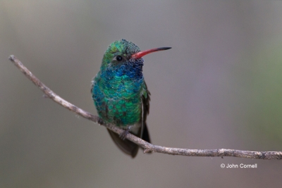 Arizona;Arizona-Desert-Museum;Broad-billed-Hummingbird;Cynanthus-latirostris;Hum